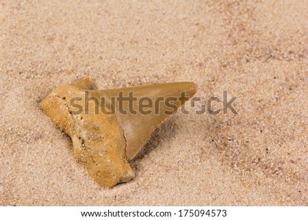 acute fossil shark tooth in the sand