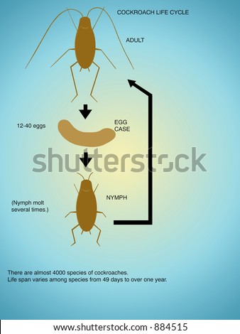 Cockroach life-cycle.