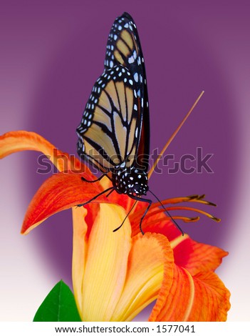 Monarch butterfly on tiger lily over purple and white gradient background.