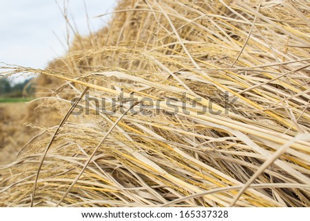 Rice straw  in rice field