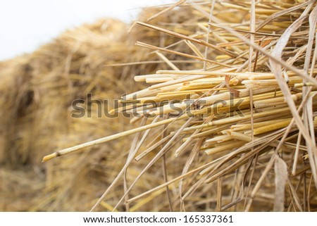 Rice straw  in rice field