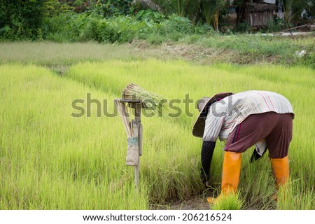 Rice plant in rice field
