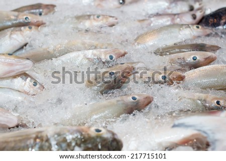 the Fish frozen in ice