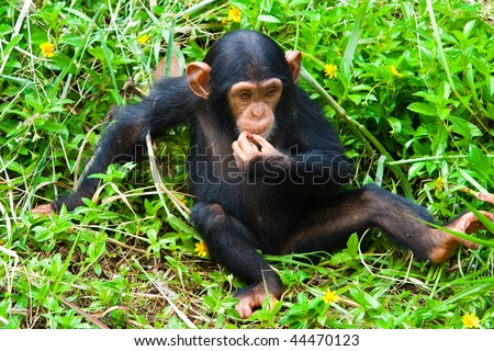 A young chimpanzee is thinking.