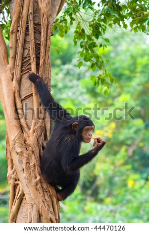 A chimpanzee is hanging on a tree.