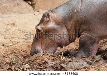 Image of a young hippopotamus eat some food.