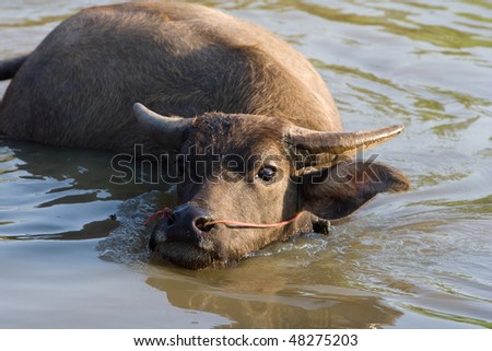 Buffalo is cooling off in the water.