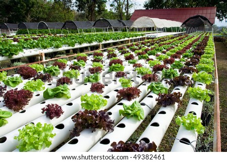 Hydroponic Gardening on Hydroponic Vegetable Is Planted In A Garden  Stock Photo 49382461