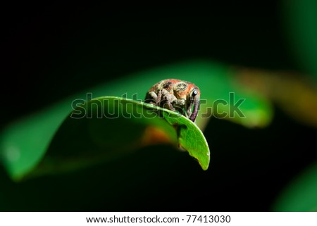 Closeup macro image of a bug lives on green leaf.