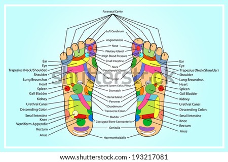 Acupuncture - Foot Scheme