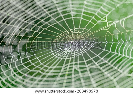 Web design in nature made by insects