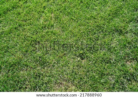 Green fields of grass mown short