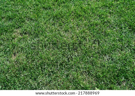 Green fields of grass mown short
