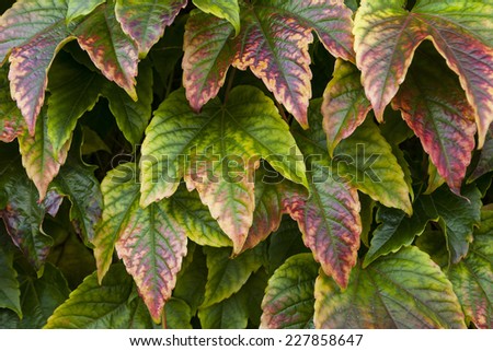Colorful autumnal ivy leaves indicating the change of season