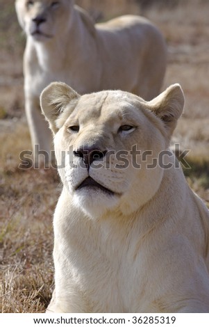 Panthera Leo. The chinchilla mutation, a recessive gene and not albinism gives white lions their distinctive colour.