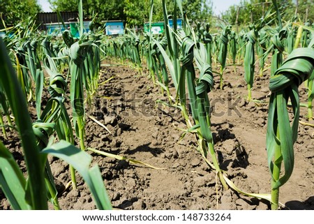 The stems of young garlic tied up in knots for better growth