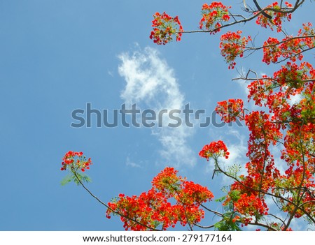 flower and sky backgrounds