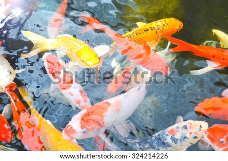 blur carp fish backgrounds