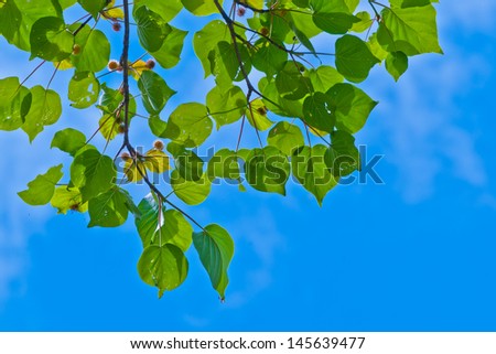 Vivid blue sky,Green summer leaves and blue sky