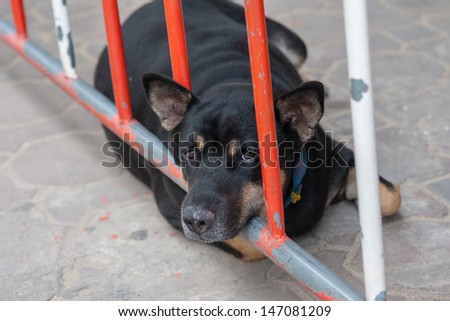 Black dog sleep on Traffic Barrier