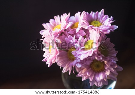 Closeup on gentle pink daisy flowers, fine art, soft focus, natural background, blooming nature
