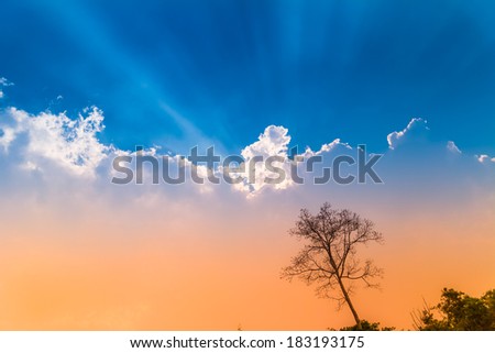 sun beam over big tree