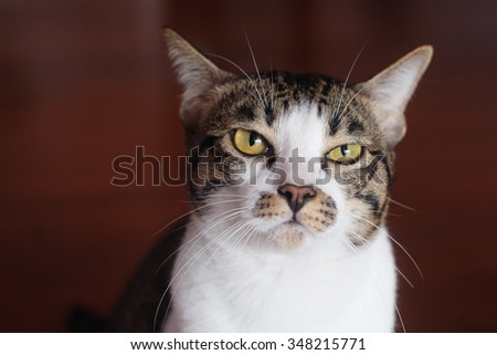 cat angry face