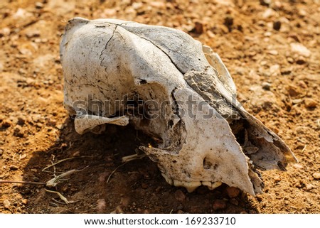 Animal skull.