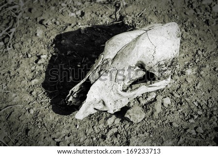 Animal skull, black and white.