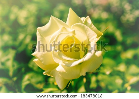 Closeup white rose,vintage color style.