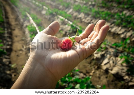 Strawberry in hand with farm background.