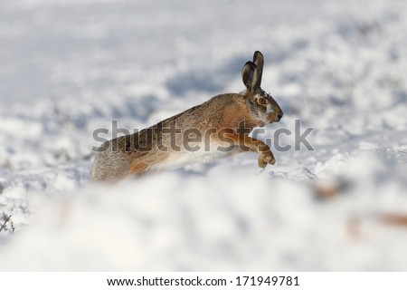 Wild rabbit running on snow