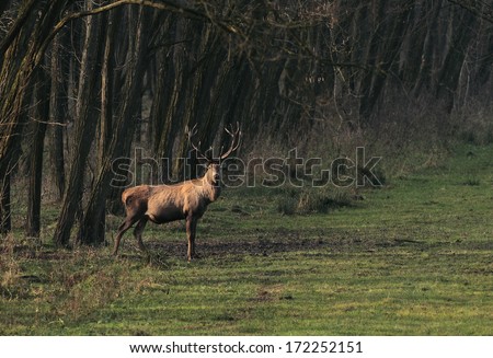 A large male deer ( cervus elaphus)  standing at the edge of a forest at sunrise.Deer photographed in the early morning at sunrise.