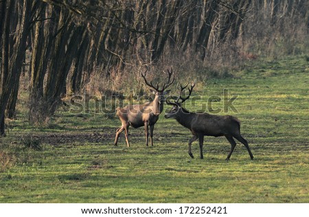 Two male red deer ( cervus elaphus) standing at the edge of a forest at sunrise.Deer photographed in the early morning at sunrise.