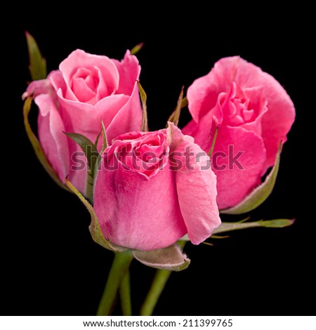 Pink small roses closeup isolated on black background
