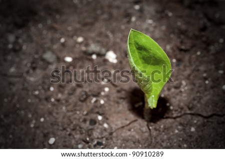 Green plant in a arid ground