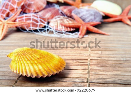 Marine background with shell and starfish