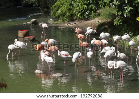Flamingo pink hong konf water tripical group zoo park exotic nature animal tourism travel
