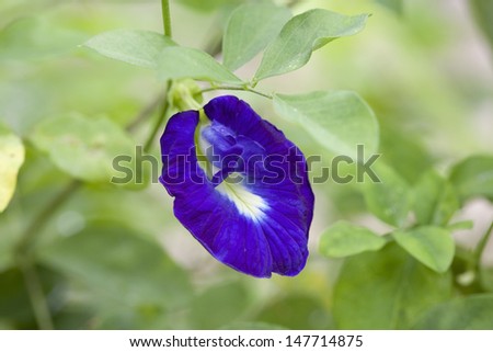 Flowers, purple flowers, flower Anchan.