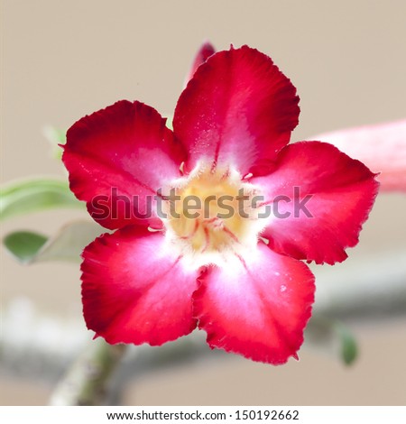 Flower, azalea , Red Desert Flower, adenium obesum