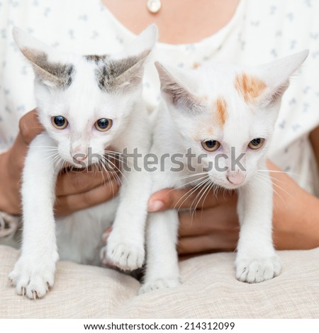 White Cat ,White Cat 2 in human hands