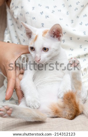 White Cat ,White Cat 2 in human hands