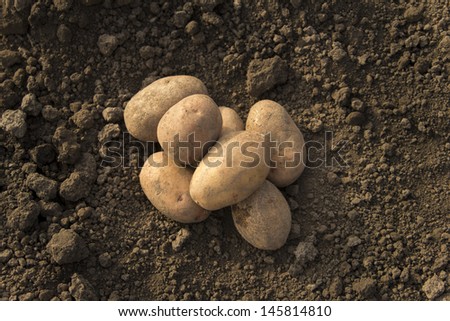 There is a planting potatoes in the image