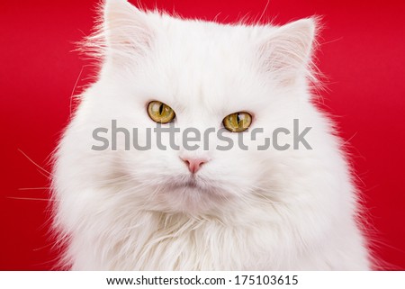 an image of white cat on the white background