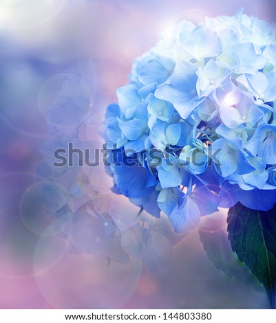 background in a cool hue with a flower hydrangeas
