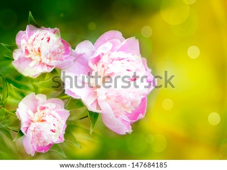 pink peonies on the background in warm colors with bokeh