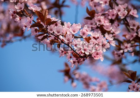 Beautiful sprig of cherry  blossom flower, with Blue Sky Background . Soft focus.