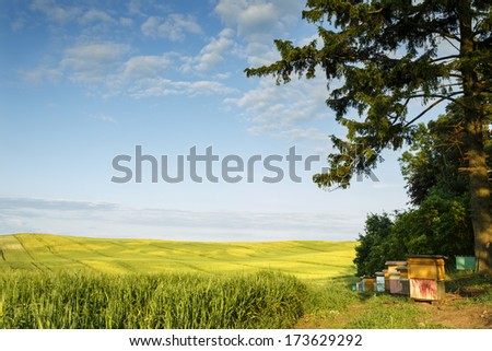 Bee hives in north Poland.Summer sunset.Pomerania district/Bee hives