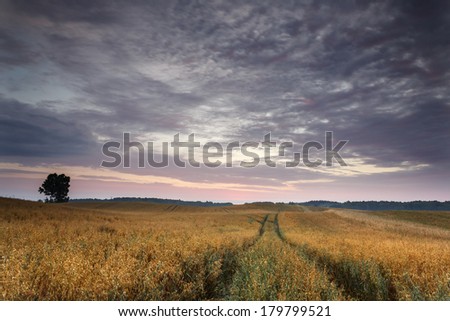 Oat field in north Poland.Pomerania district./ Oat field