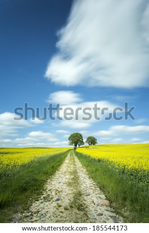 Rape field in north Poland.Long time exposure with blured clouds/Rape field , long exposure